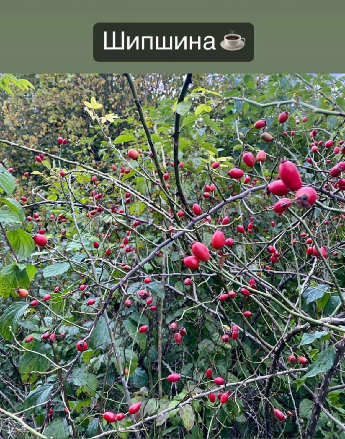 Соколів Камінь Novoselitsa  Luaran gambar