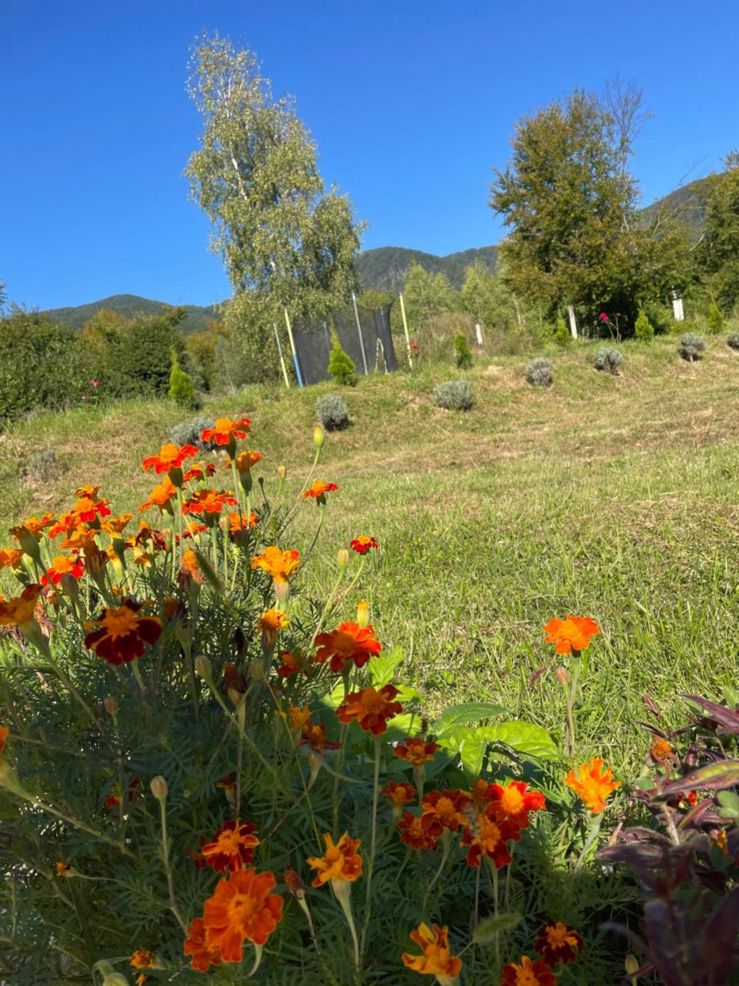 Соколів Камінь Novoselitsa  Luaran gambar