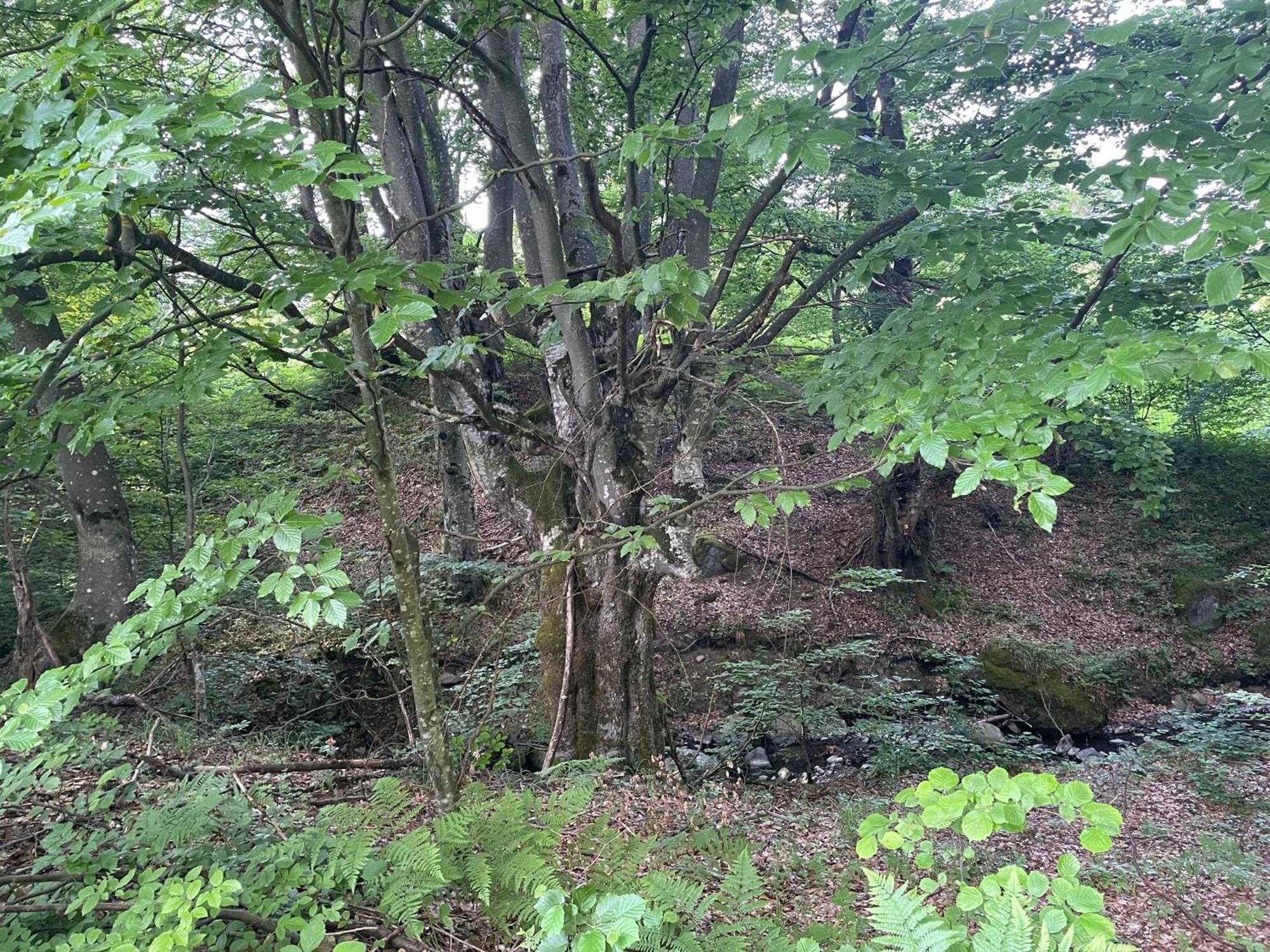 Соколів Камінь Novoselitsa  Luaran gambar